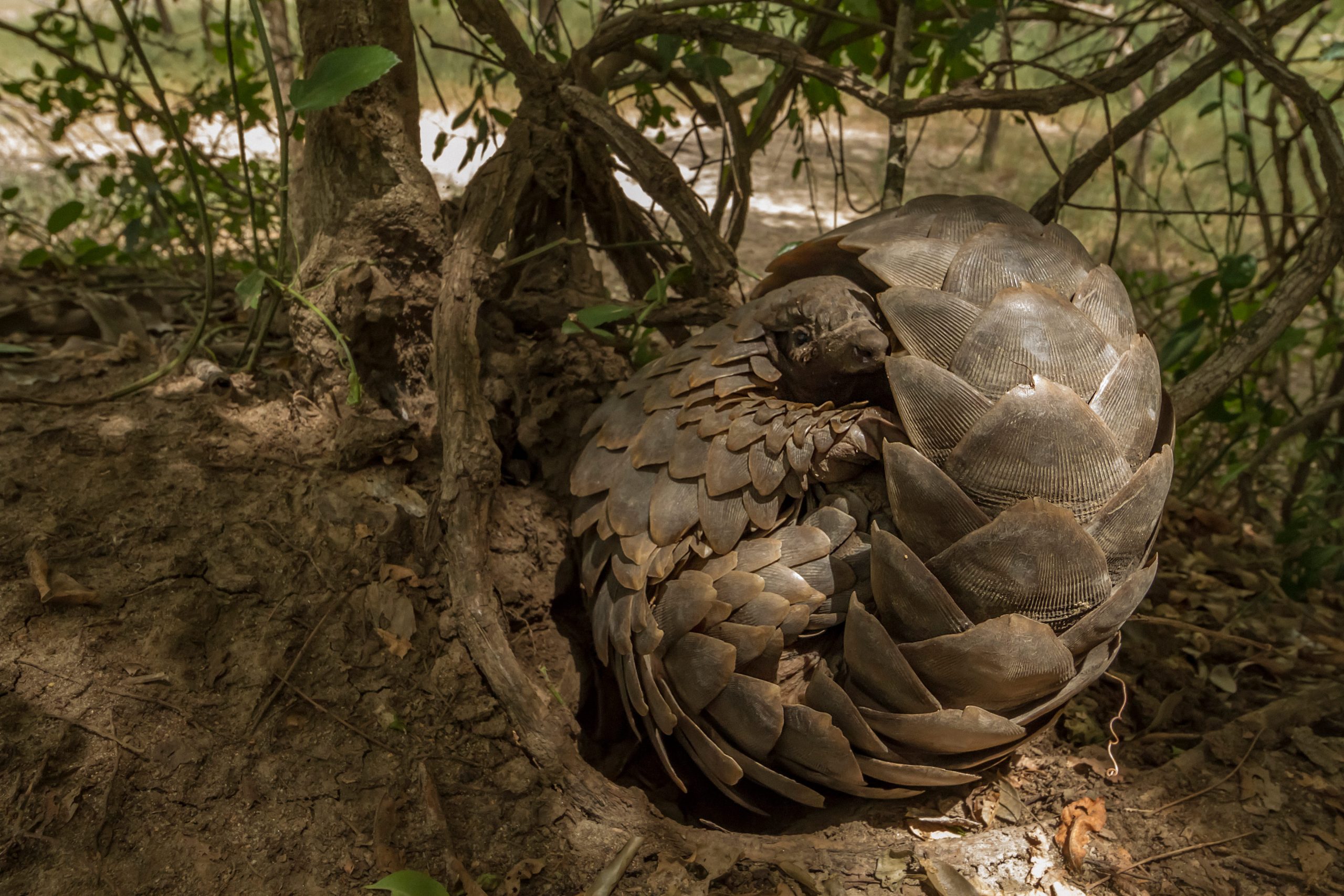 Un pangolin de Temminck ou pangolin terrestre du Cap, en boule