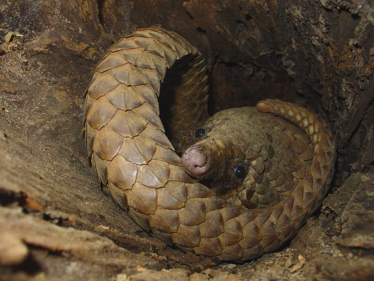 Un pangolin à petites écailles