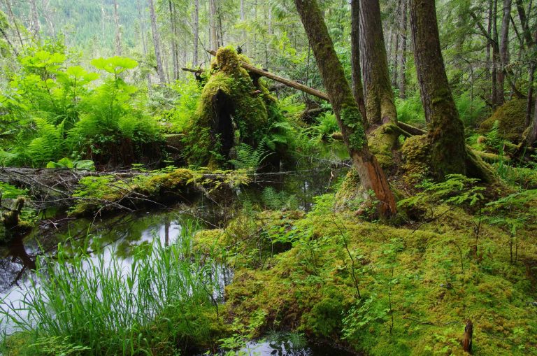 Wald mit Teich