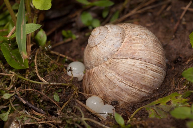 Weinbergschnecke bei der Eiablage