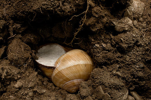 Weinbergschnecke mit Kalkdeckel