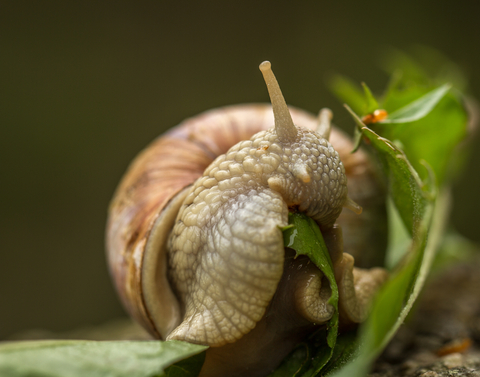 Weinbergschnecke frisst