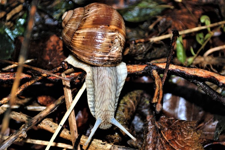 Weinbergschnecke