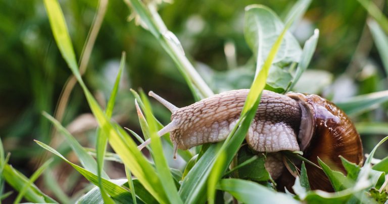 Weinbergschnecke auf Nahrungssuche