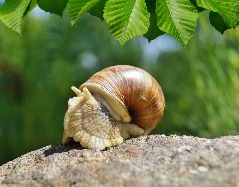 Weinbergschnecke in Gefahr