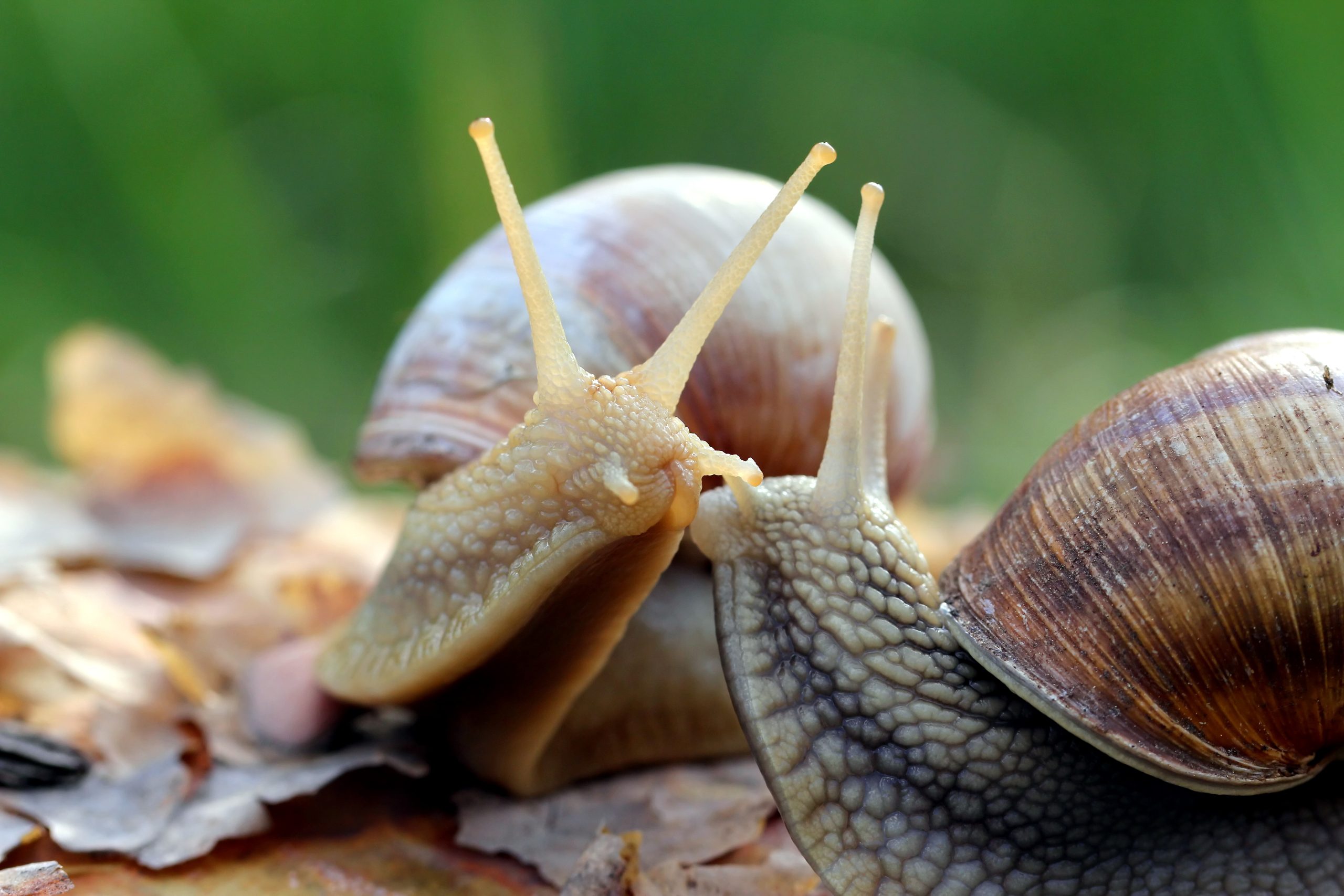 L'escargot de Bourgogne