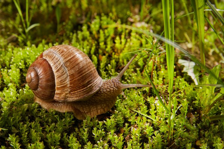 Weinbergschnecke