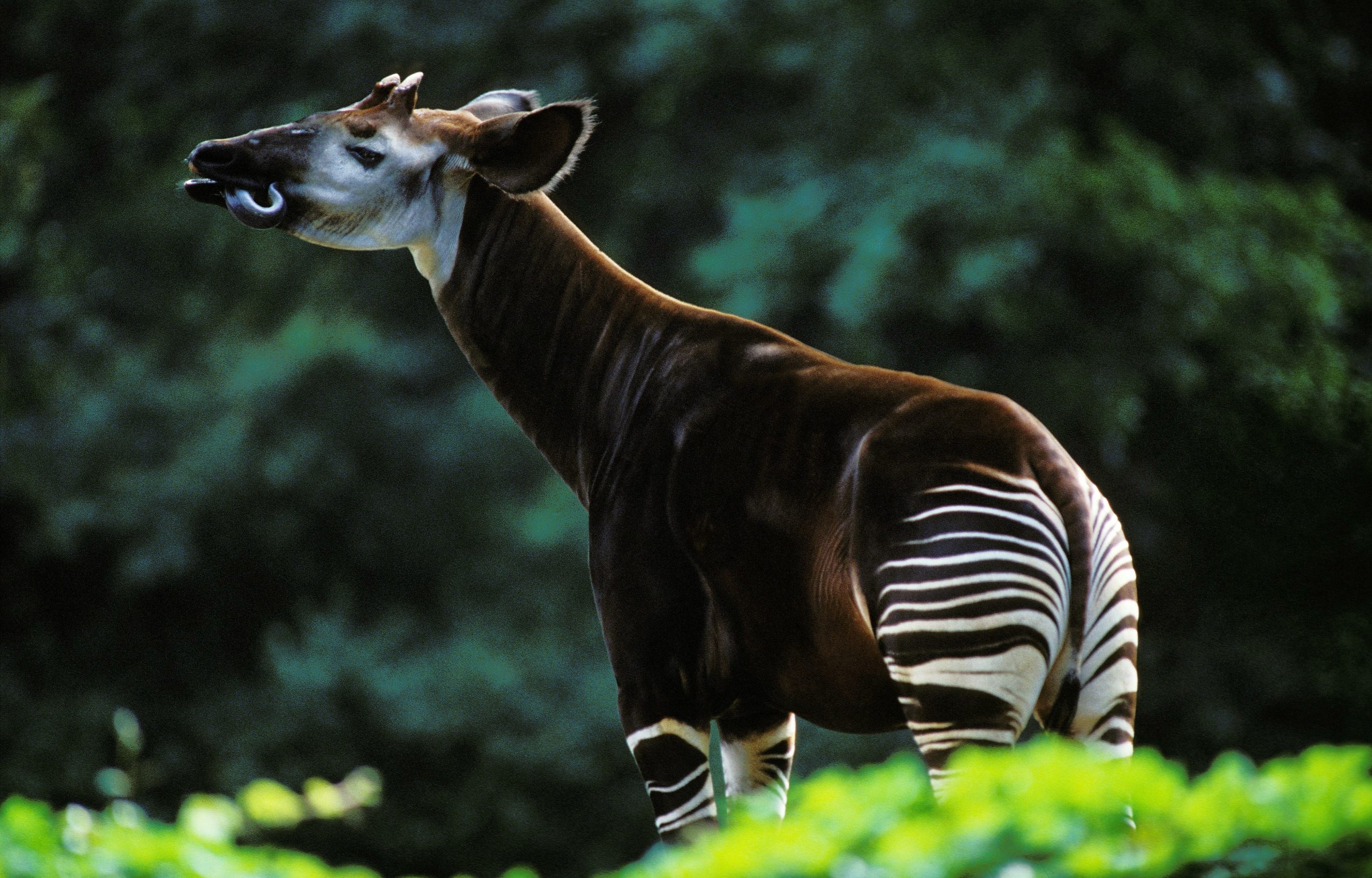 Okapi