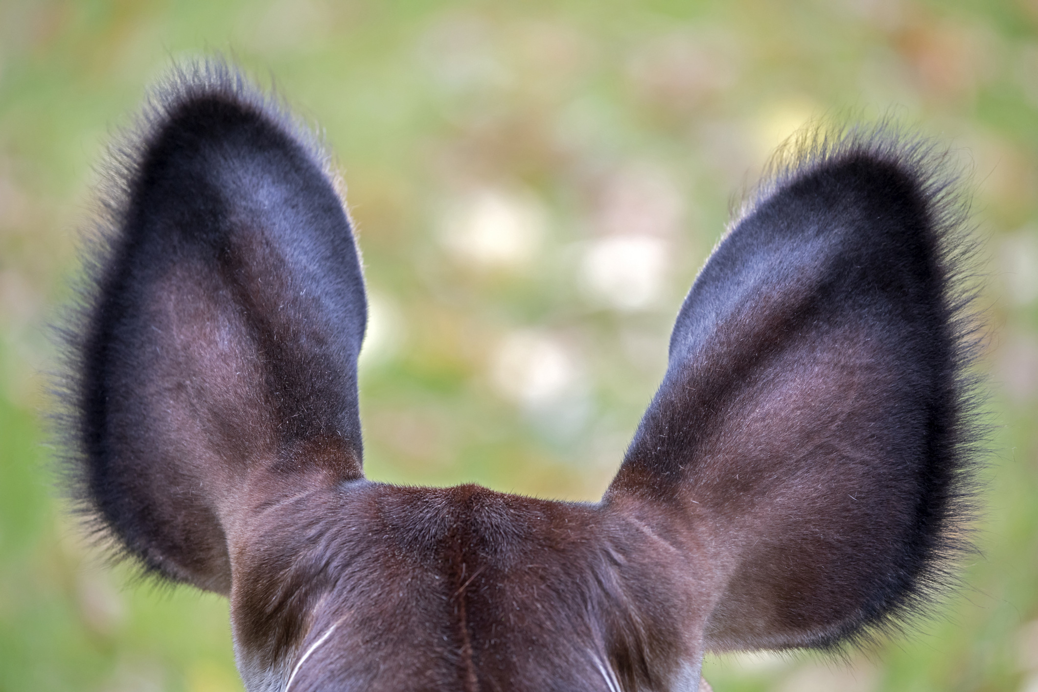 Orecchie di un okapi