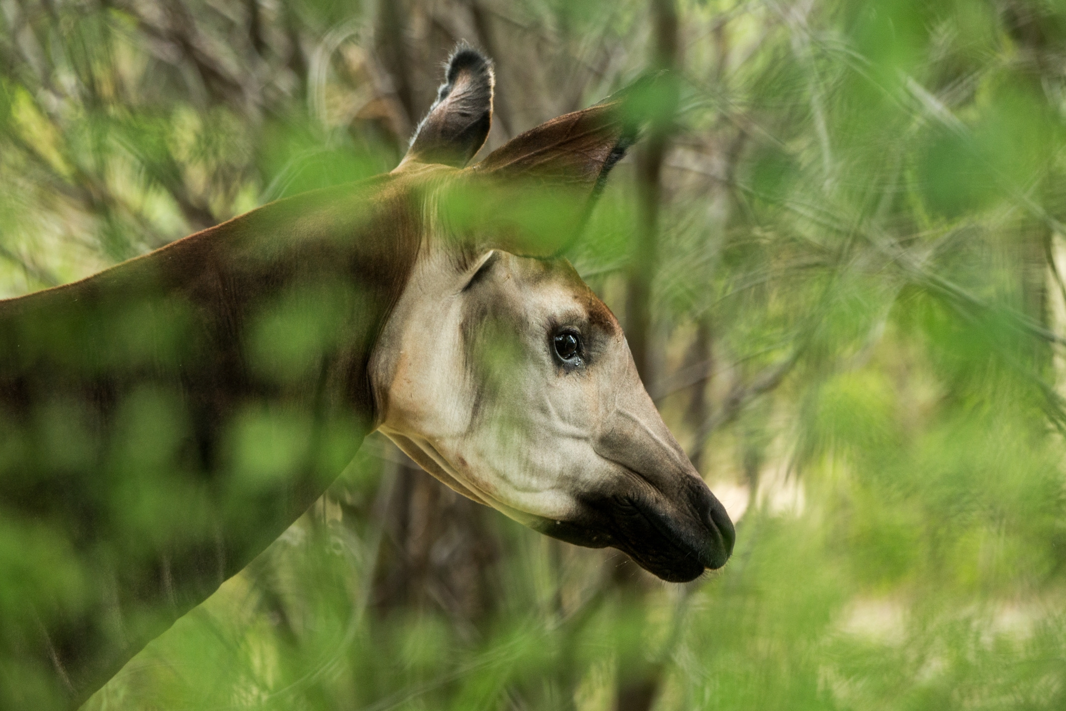 Okapi