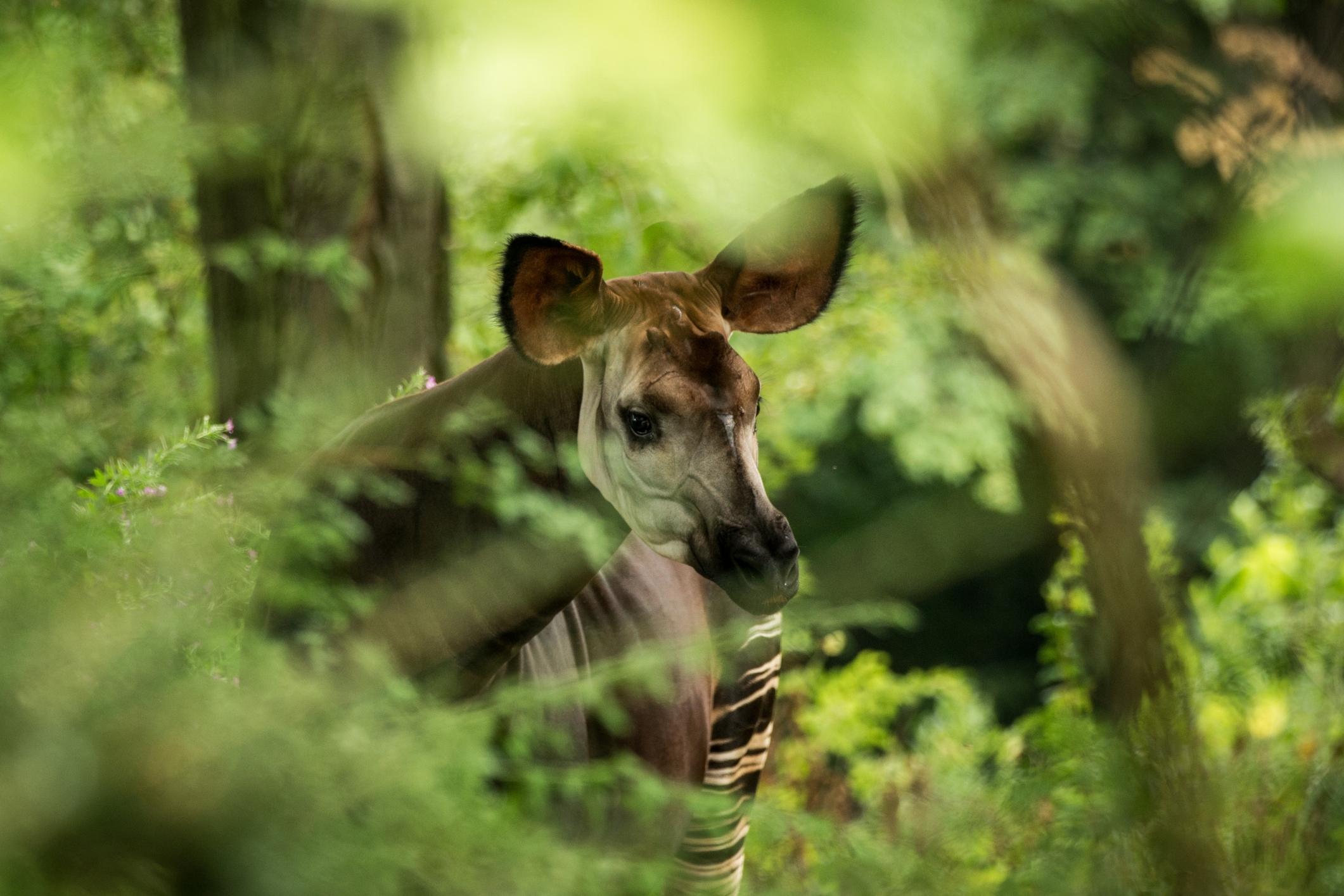 Un okapi dans la forêt