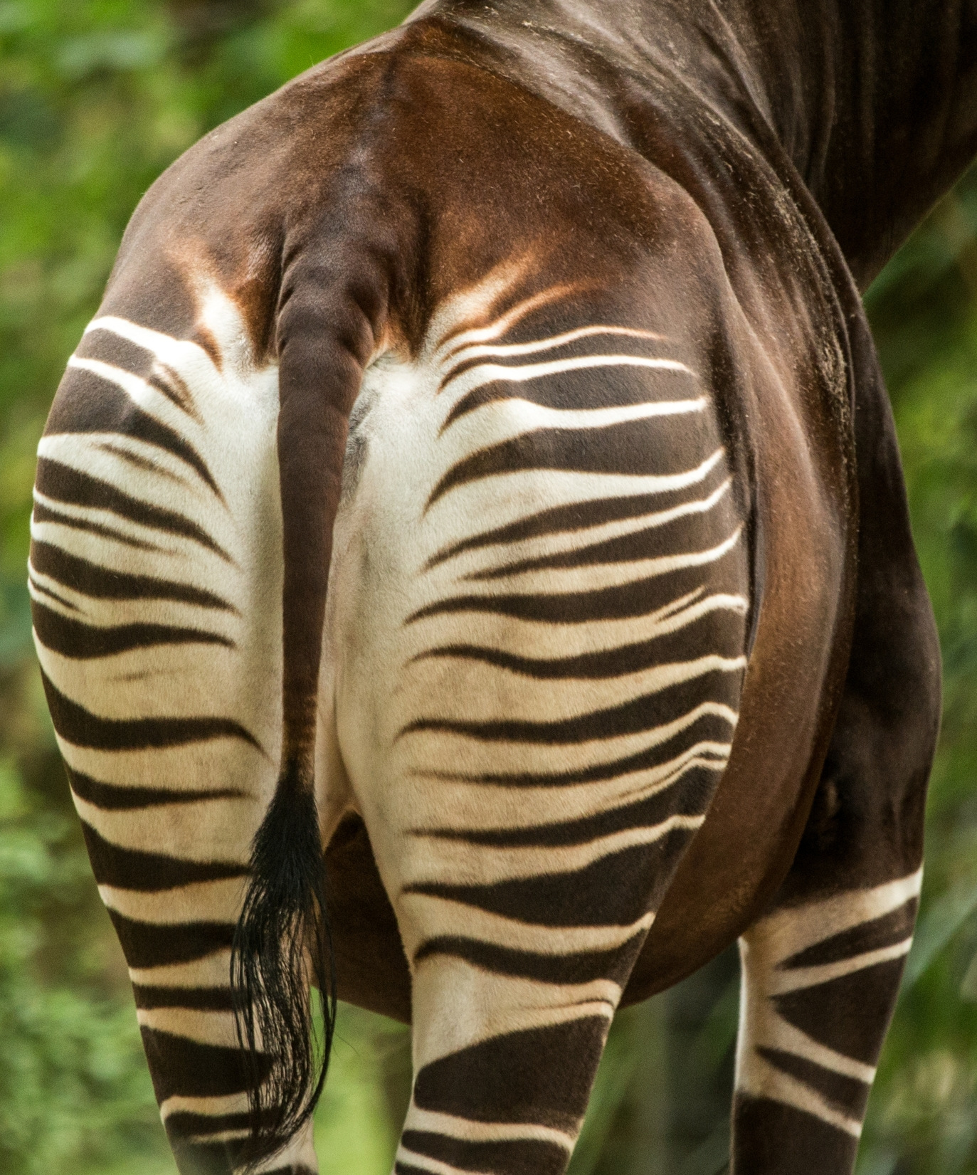 Hintern eines Okapis