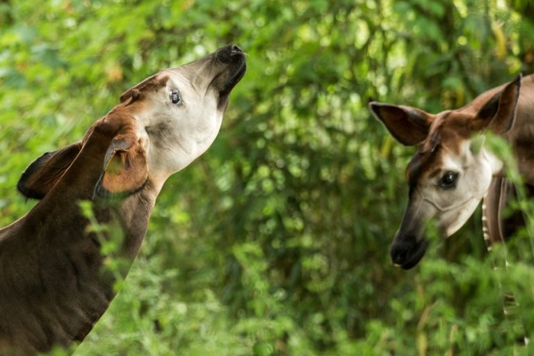 Okapi