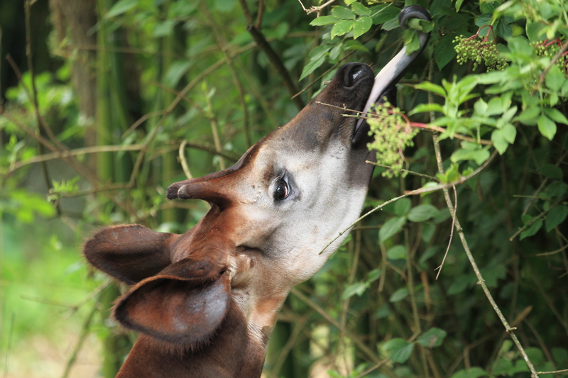 Un okapi en train de manger
