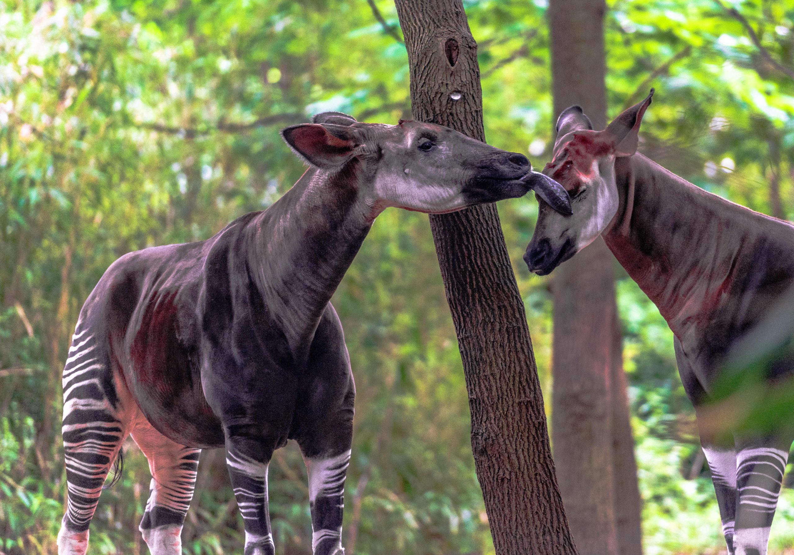 Deux Okapis
