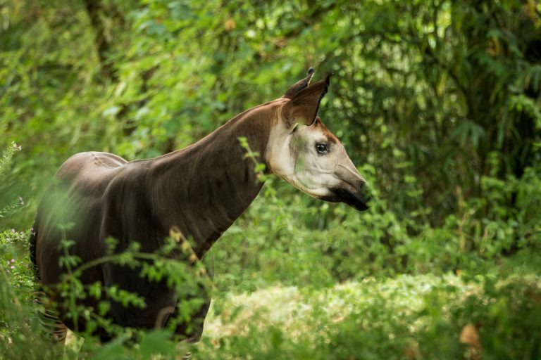 Okapi