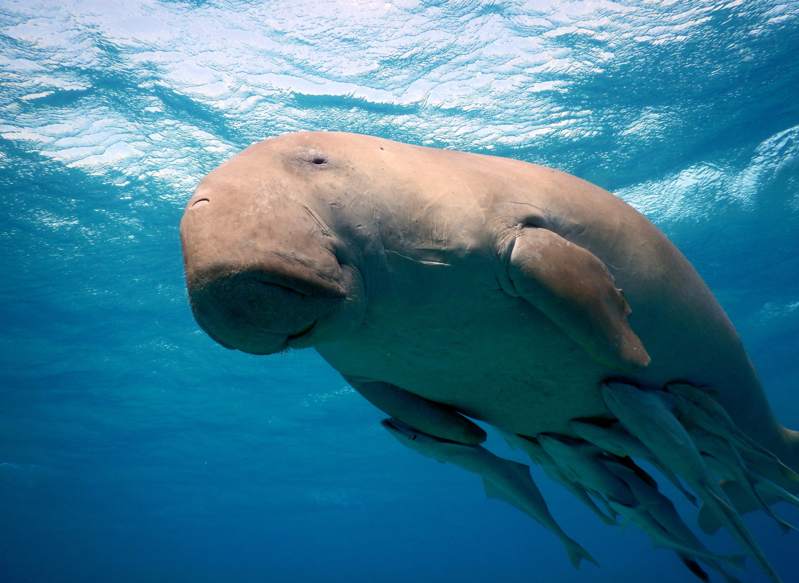 Dugong