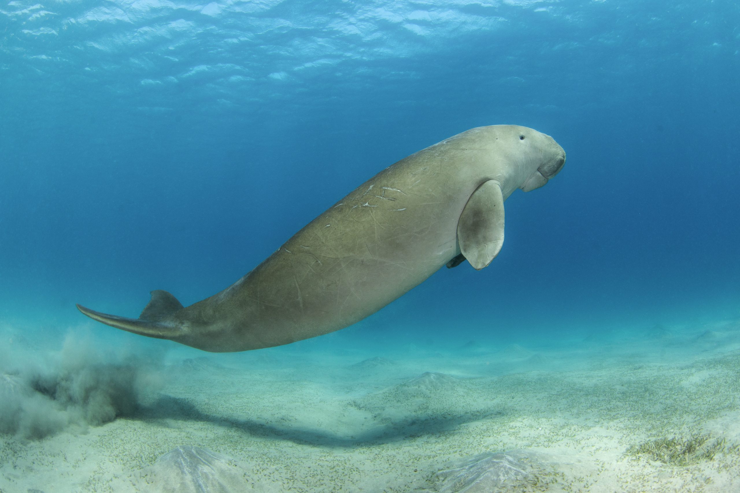 Dugong