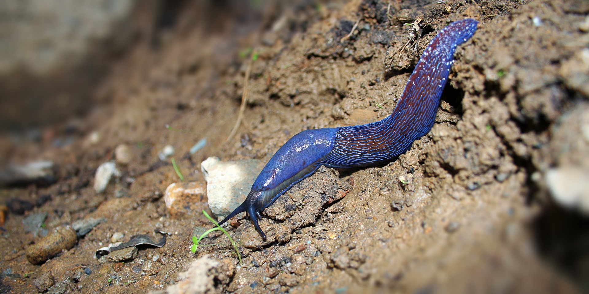 Limace bleue