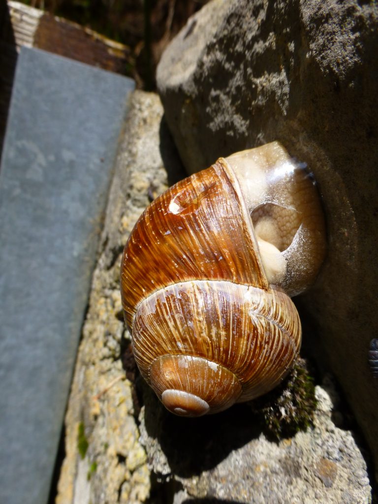 Weinbergschnecke in Trockenstarre