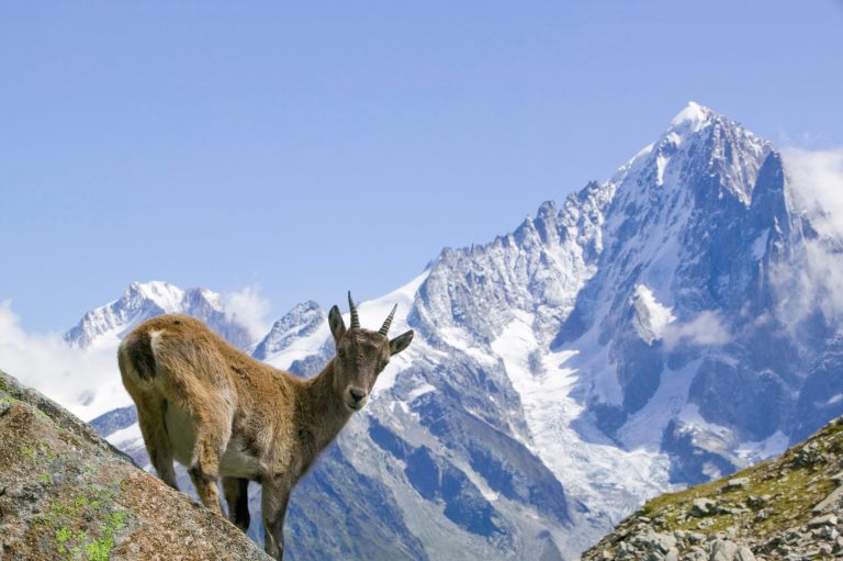 Steingeiss in den französischen Alpen