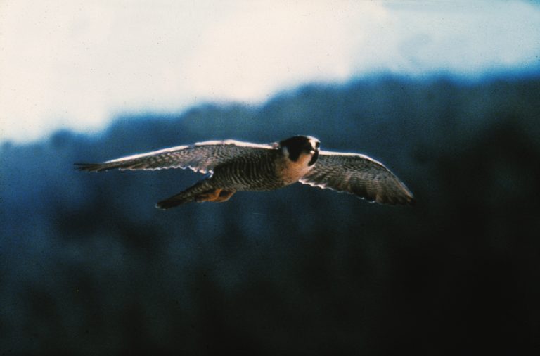Peregrine Falcon, (Falcon penegrinus)
