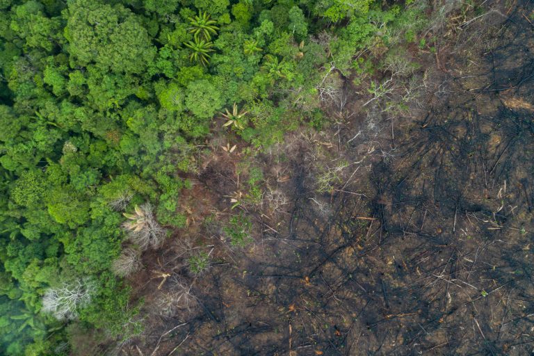 Distruzione di habitat