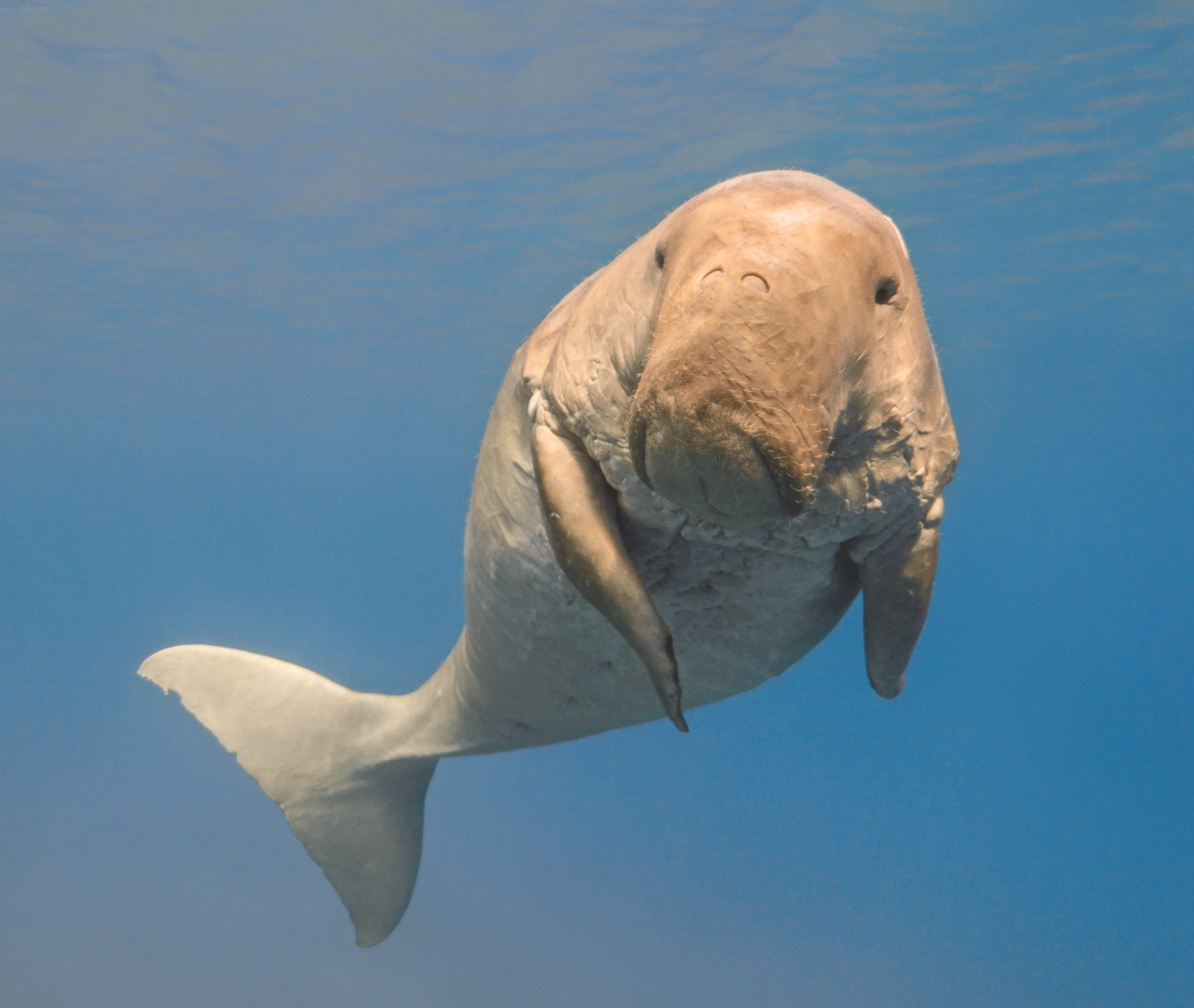 Dugong