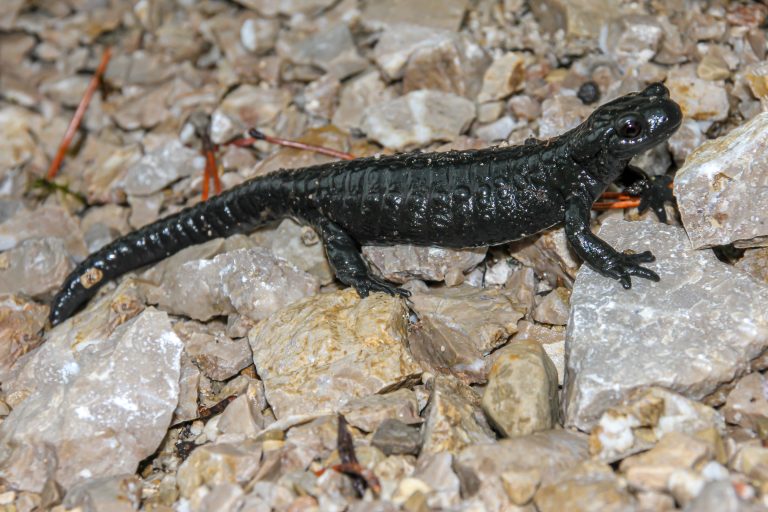 Une salamandre noire