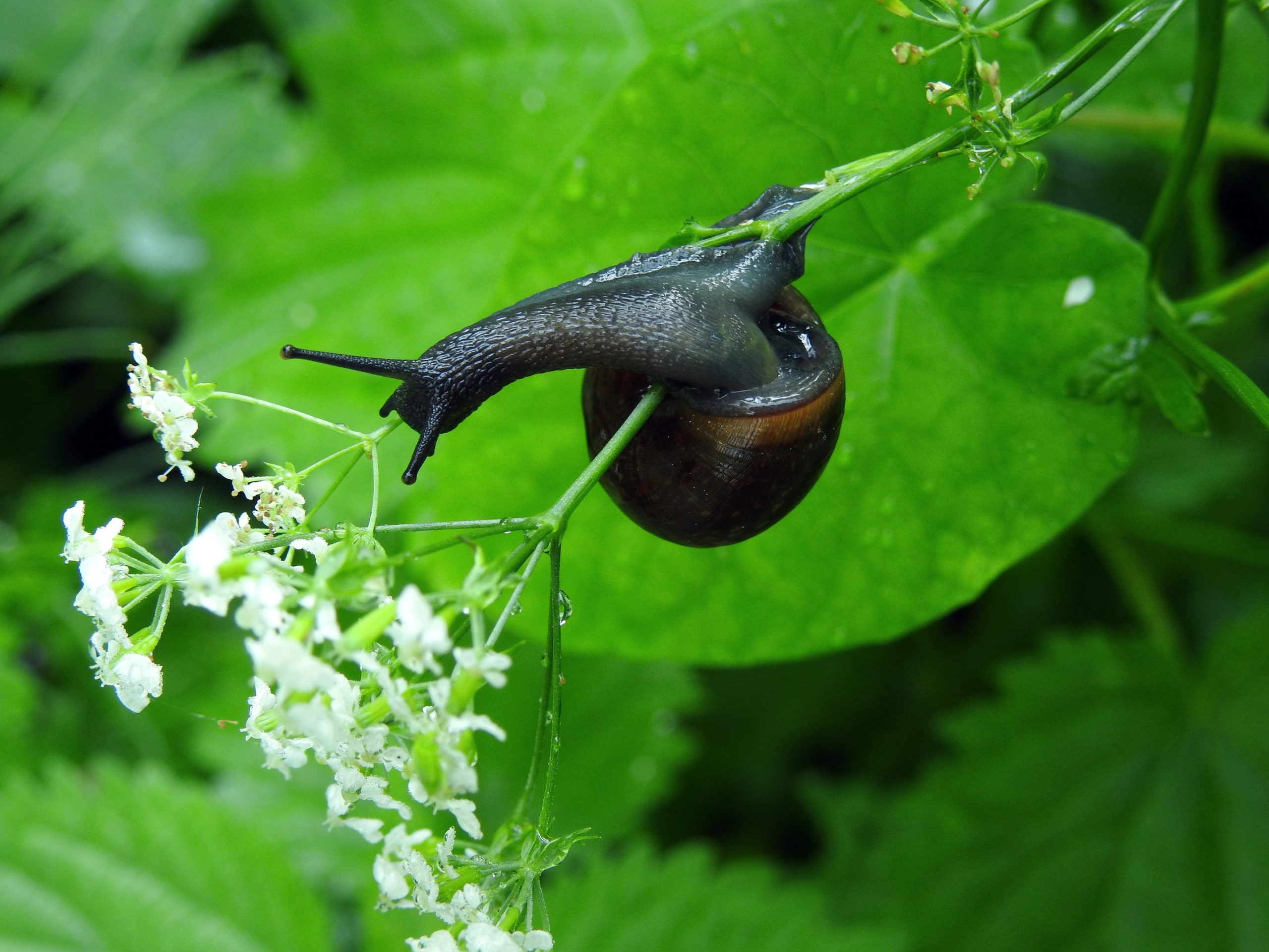 Baumschnecke