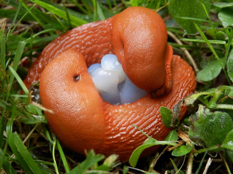 Rote Wegschnecken bei der Paarung