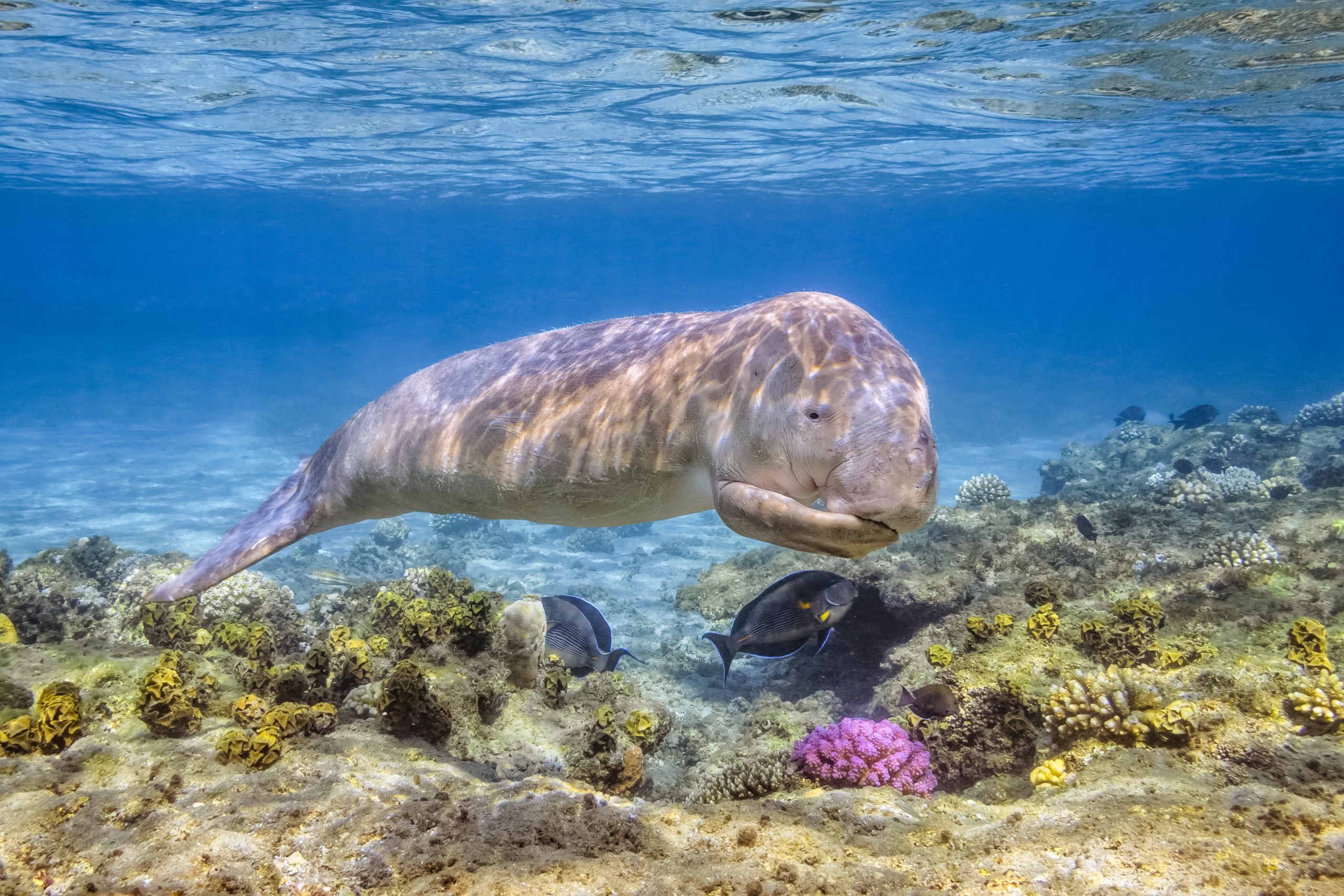 Dugong giovane