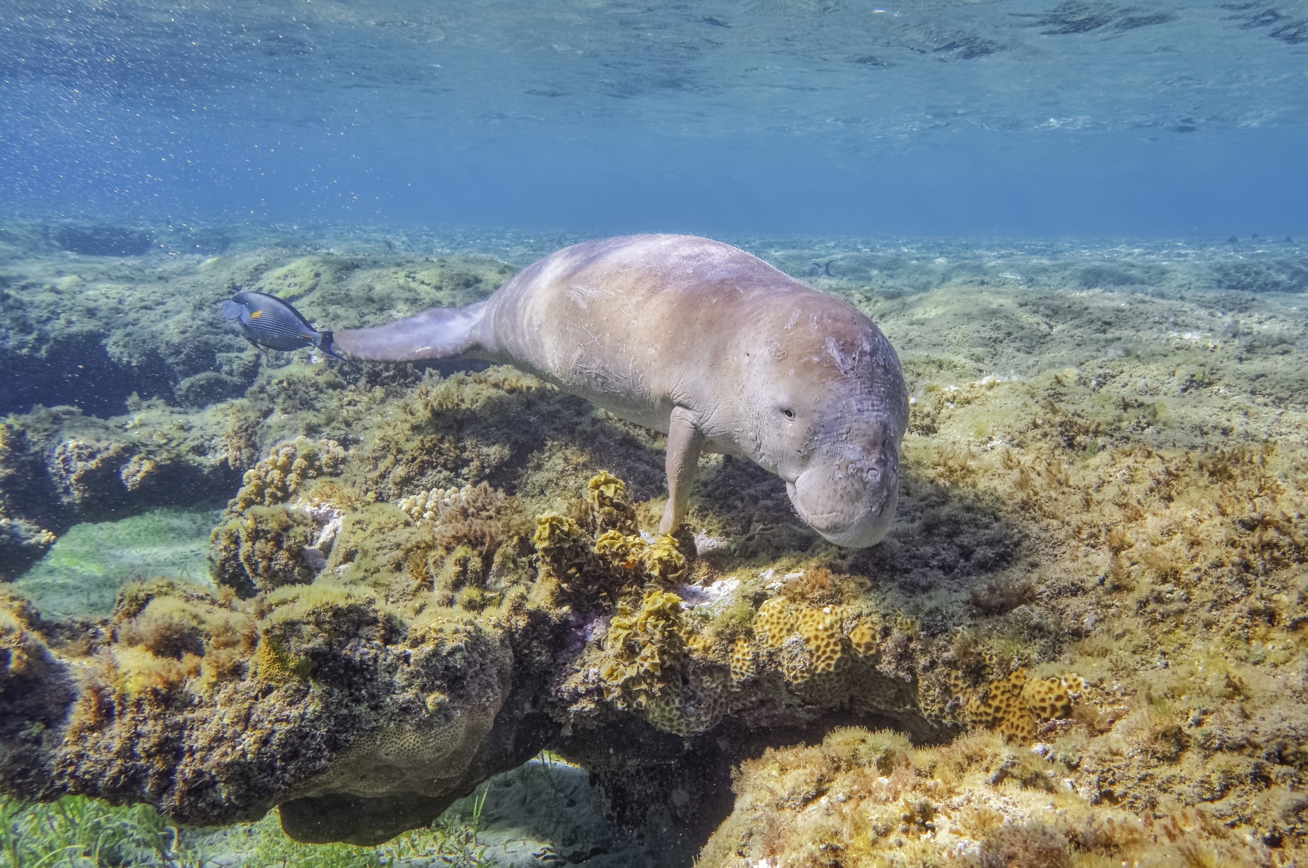Dugong-Kalb