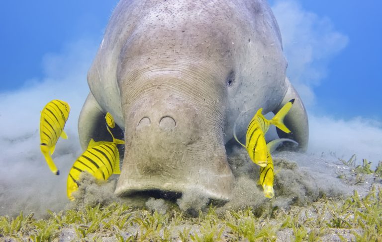 Dugong