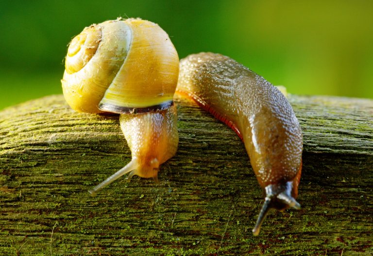 Gehäuseschnecke und Nacktschnecke