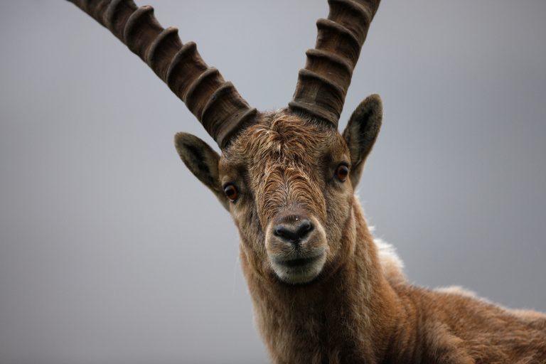 Alpensteinbock