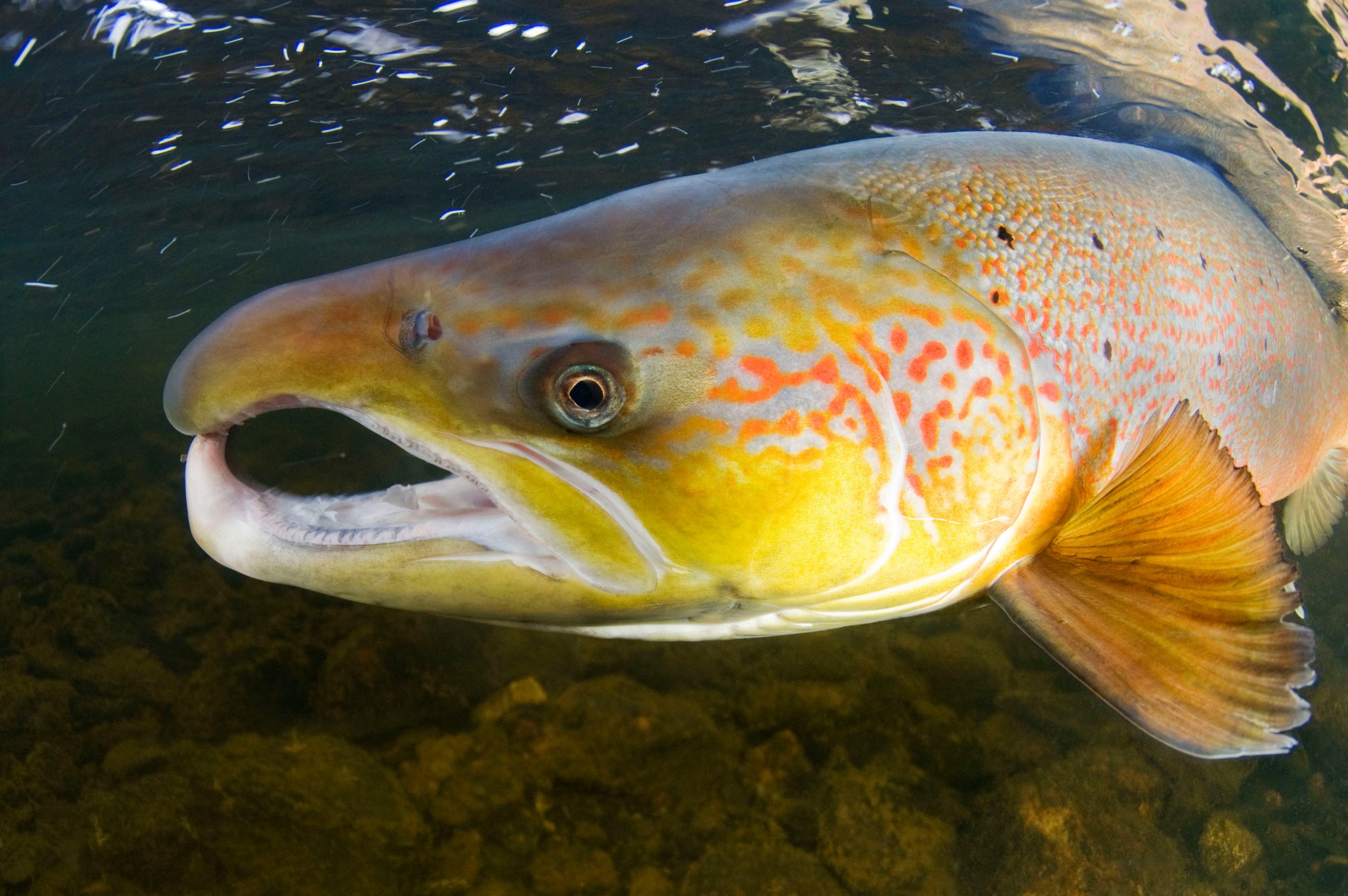 Salmone atlantico (Salmo salar)