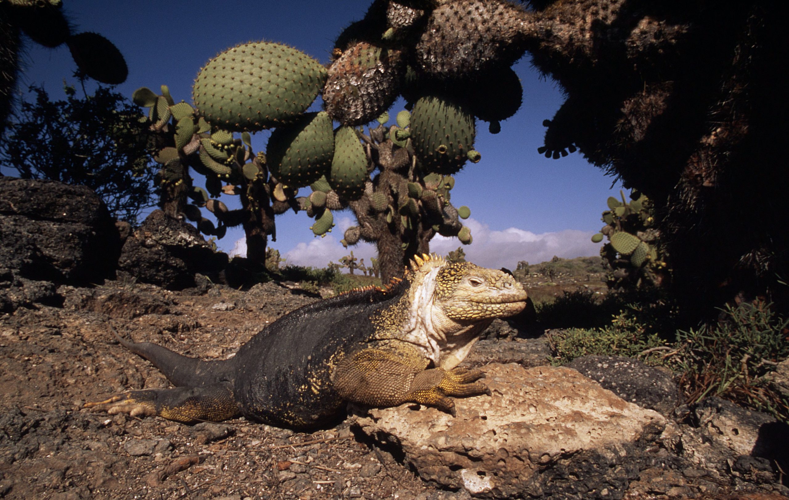 Un iguane terrestre des Galápagos