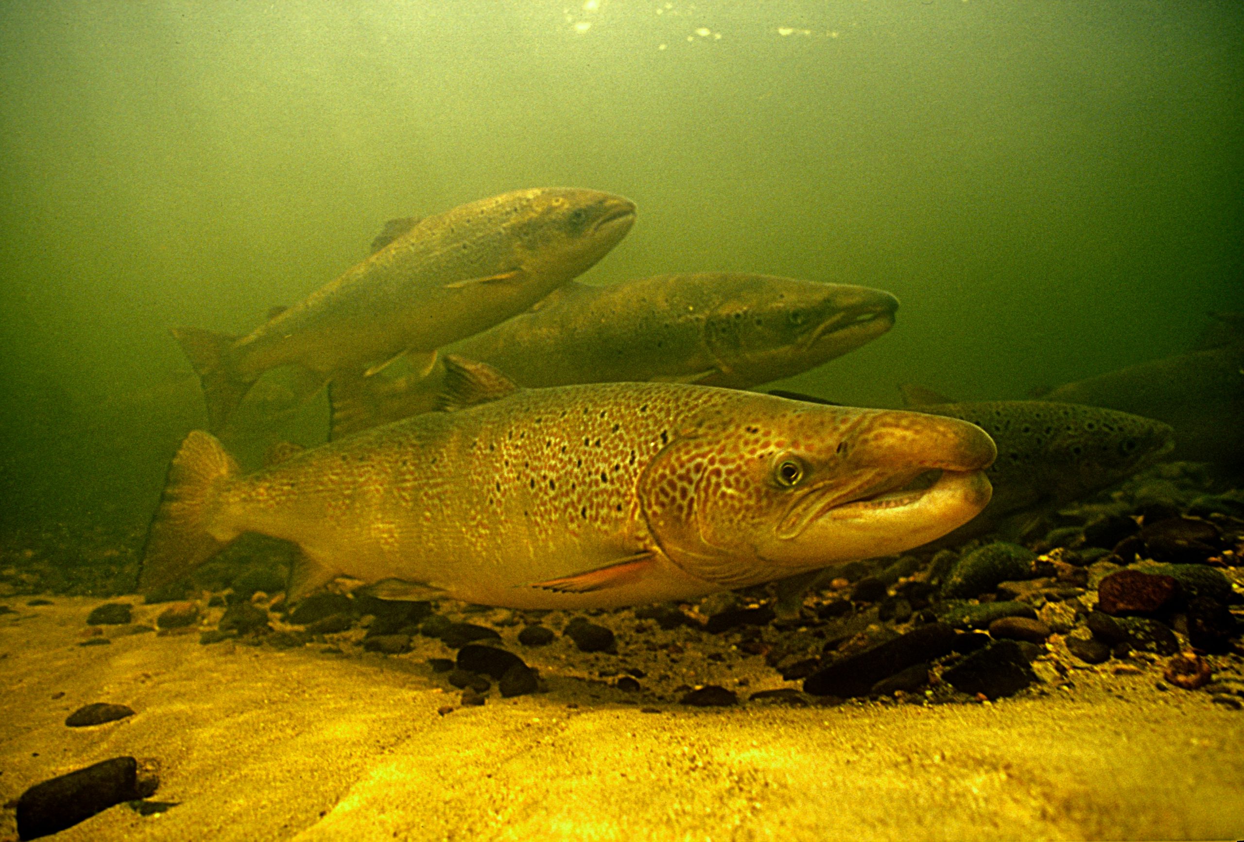 Atlantische Lachse (Salmo salar)