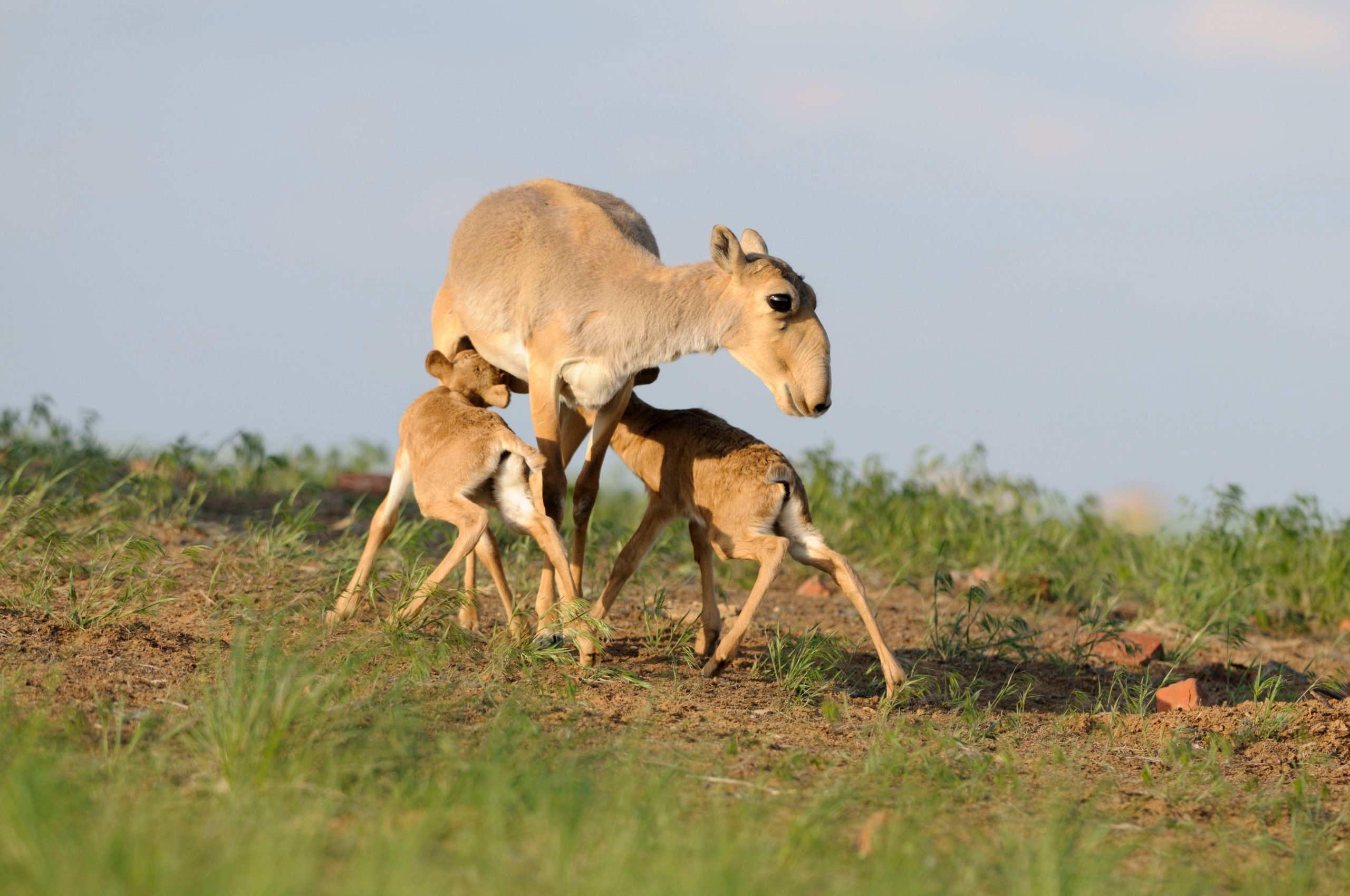 Saiga-Antilope mit zwei Jungen