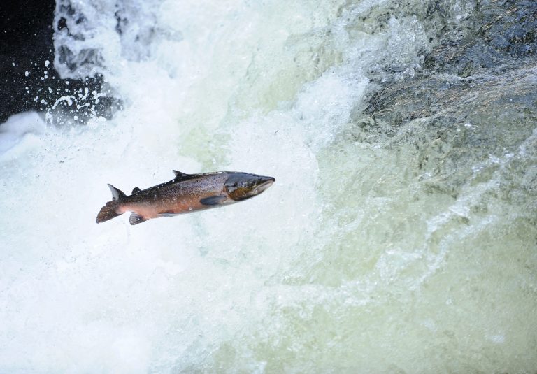 Atlantischer Lachs im Sprung