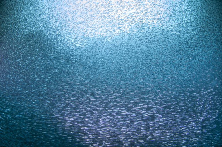 Un banc de poissons au large de l'Equateur.