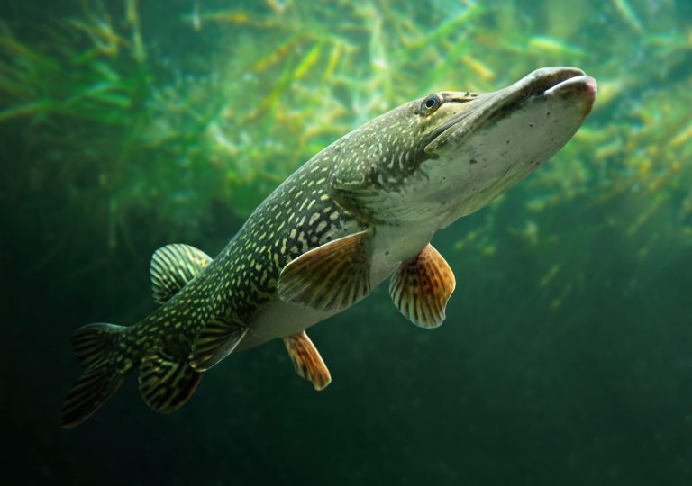 Un brochet