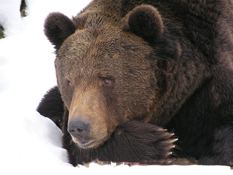 Bär im Schnee