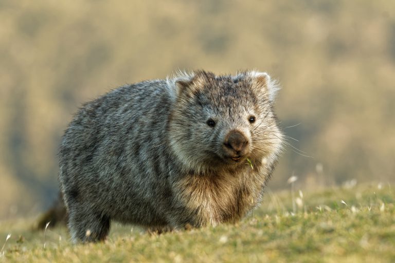 Un wombat