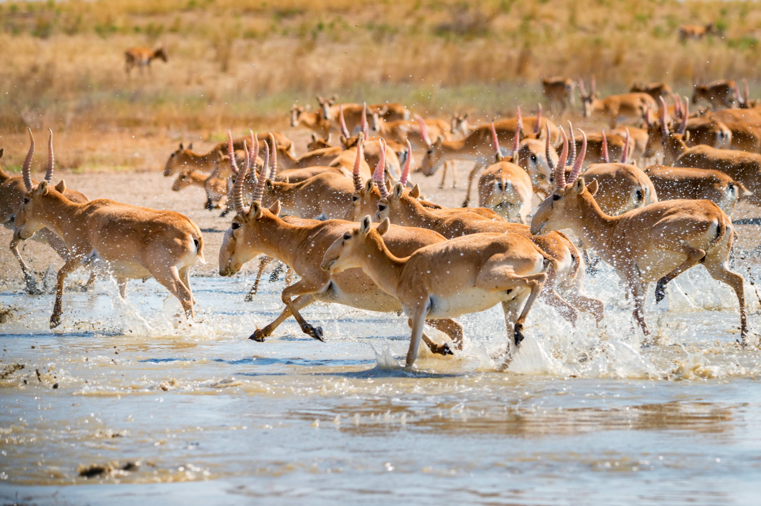 Un troupeau d'antilopes Saïga