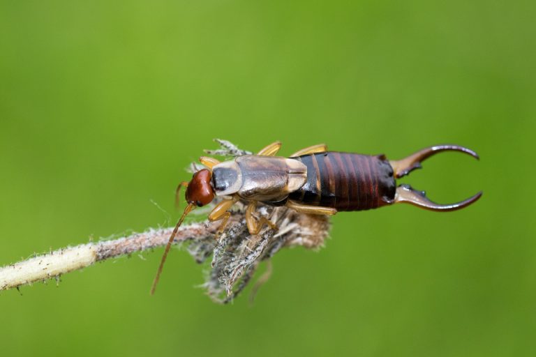 Forficola o forbicina