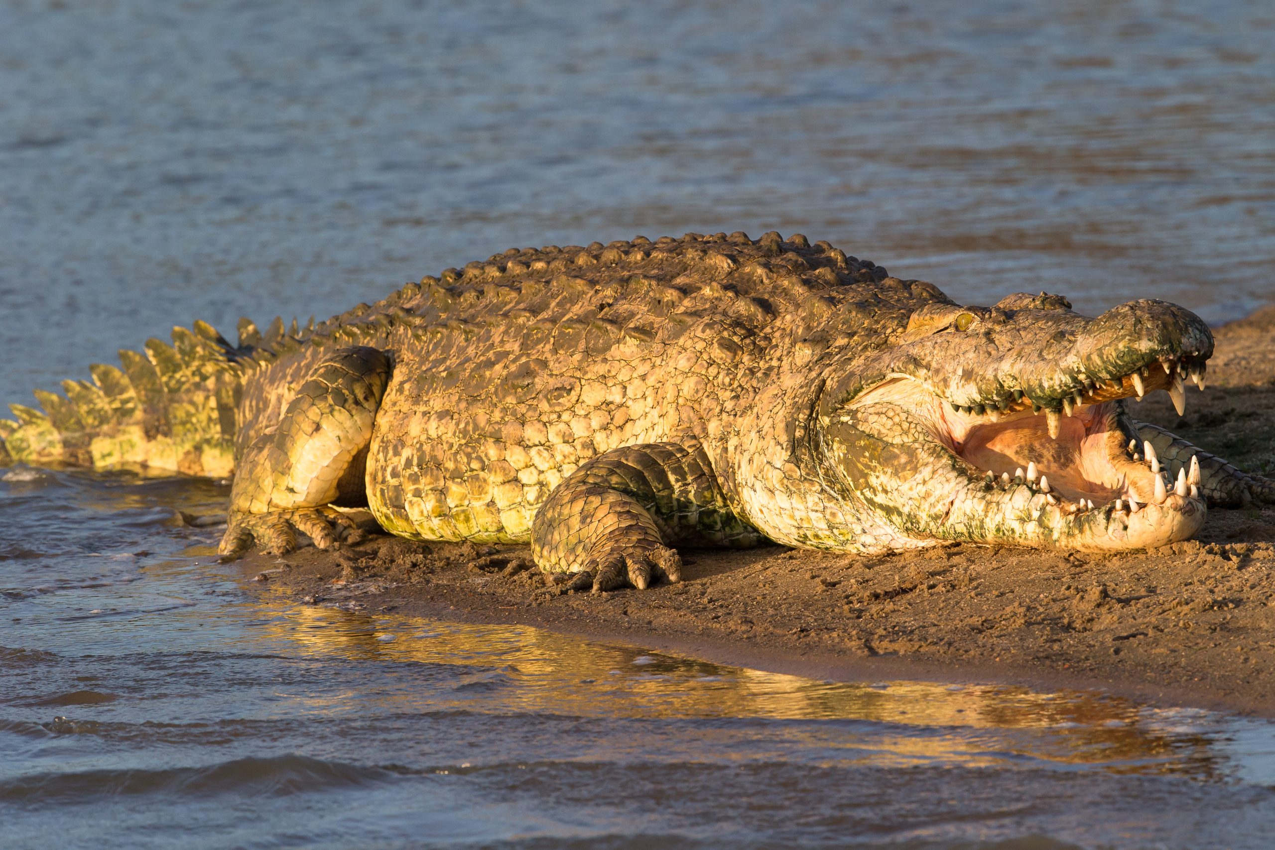 Crocodile du Nil.