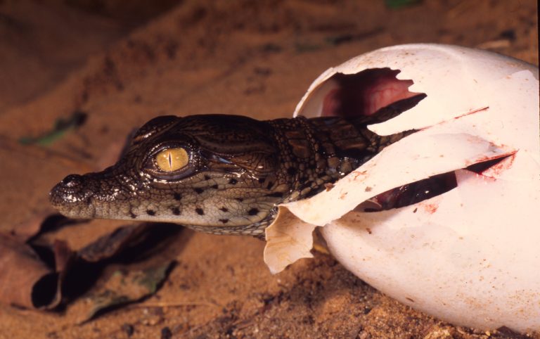 Nilkrokodil beim Schlüpfen