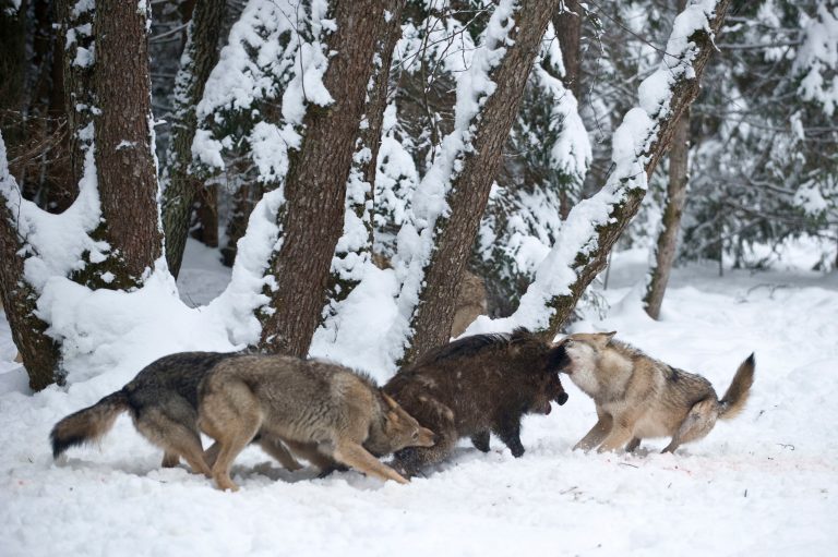 Des loups chassent un sanglier